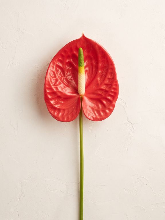 RED TROPICANA ANTHURIUM 